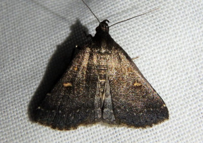 8366 - Tetanolita mynesalis; Smoky Tetanolita