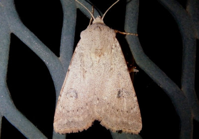 10641 - Agrotis vetusta; Old Man Dart