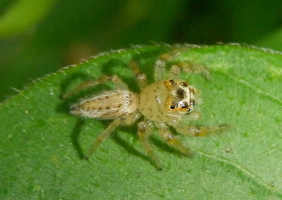 Colonus sylvanus; Jumping Spider species; immature