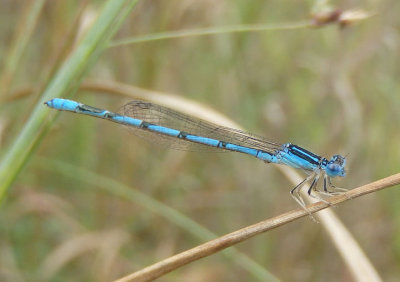 Enallagma basidens; Double-striped Bluet; male