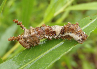 Limenitis archippus archippus; Viceroy caterpillar