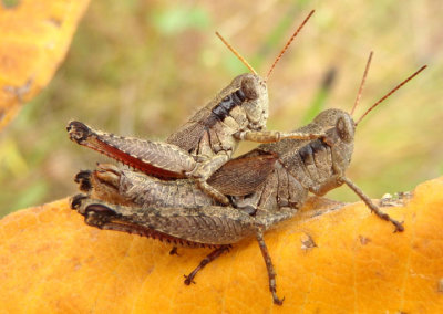 Melanoplus scudderi; Scudder's Short-winged Grasshopper pair
