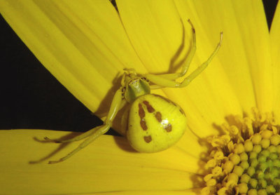 Misumenoides formosipes; Whitebanded Crab Spider; female