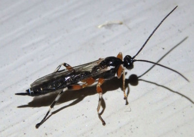 Oxyrrhexis carbonator texana; Ichneumon Wasp species; female
