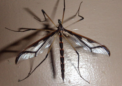 Pedicia albivitta; Giant Eastern Crane Fly