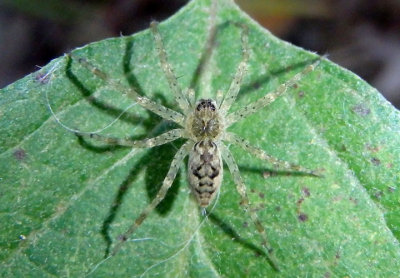 Dolomedes Fishing Spider species; juvenile