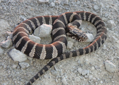 Northern Water Snake; juvenile