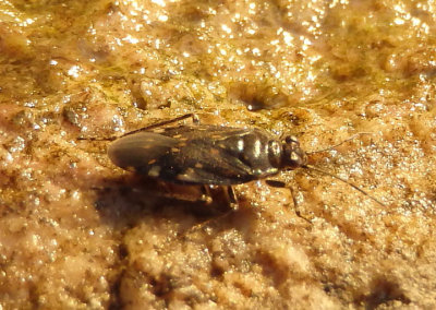 Saldula saltatoria; Shore Bug species