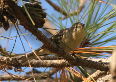 Pine Warbler; first winter female