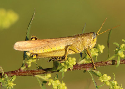 Schistocerca lineata; Spotted Bird Grasshopper 