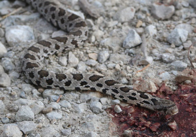 Western Fox Snake; juvenile 