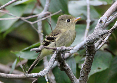 Yellow-bellied Flycatcher 