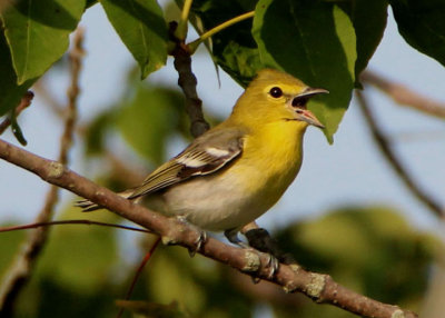 Yellow-throated Vireo