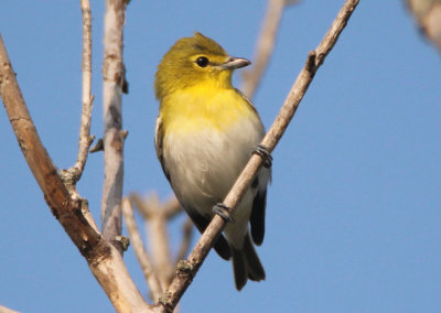 Yellow-throated Vireo 