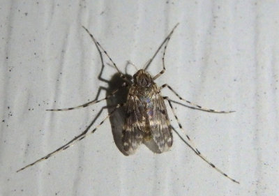 Ablabesmyia annulata; Midge species; female