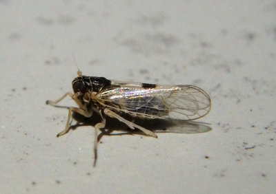 Chionomus puellus; Delphacid Planthopper species