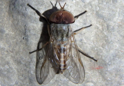 Tabanus lineola; Striped Horse Fly; male