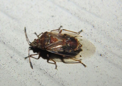 Kleidocerys resedae; Birch Catkin Bug