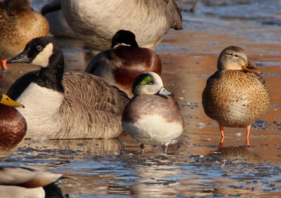 American Wigeon; male