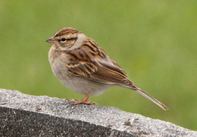 Chipping Sparrow; basic