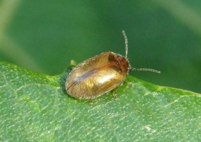Contacyphon Marsh Beetle species