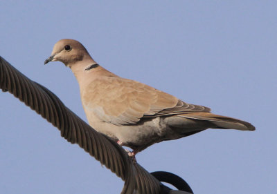 Eurasian-Collared Dove; exotic