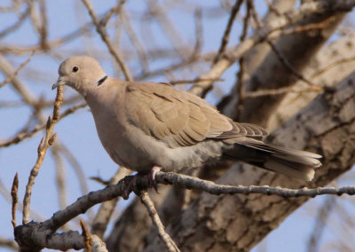 Eurasian-Collared Dove; exotic