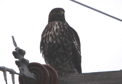 Harlan's Red-tailed Hawk; juvenile