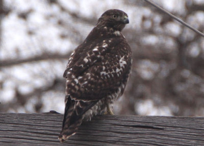 Harlan's Red-tailed Hawk; juvenile