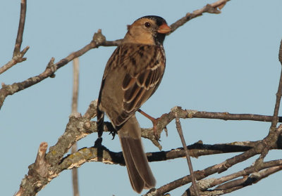 Harris's Sparrow; basic