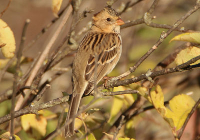 Harris's Sparrow; juvenile 