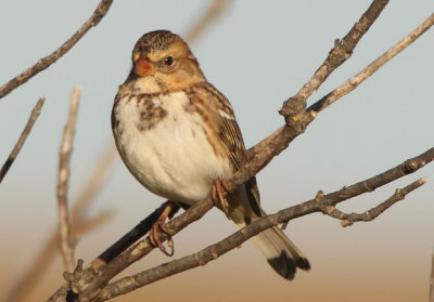 Harris's Sparrow; juvenile 