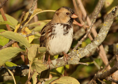 Harris's Sparrow; basic