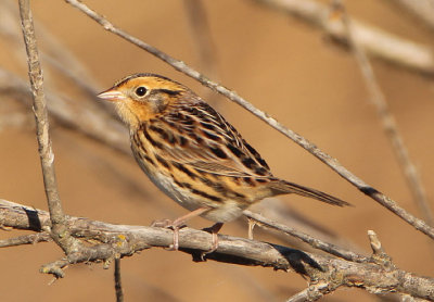 LeConte's Sparrow