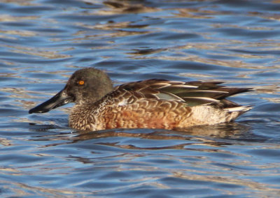 Northern Shoveler; immature male