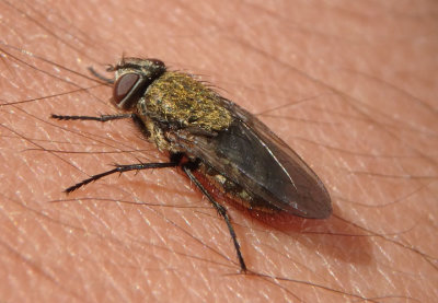 Pollenia Cluster Fly species