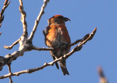 Red Crossbill; immature male