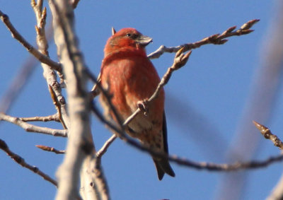 Red Crossbill; male