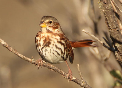 Red Fox Sparrow