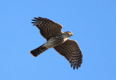 Sharp-shinned Hawk; juvenile