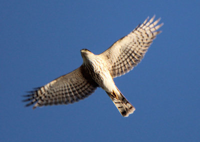 Sharp-shinned Hawk; juvenile 