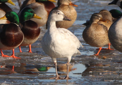 Snow Goose; immature light morph