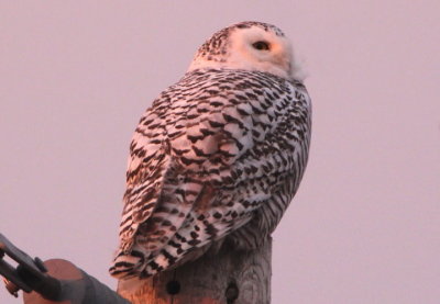 Snowy Owl; immature female
