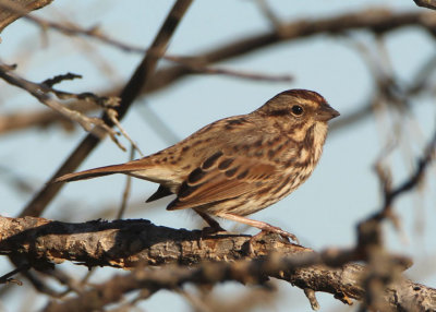 Song Sparrow