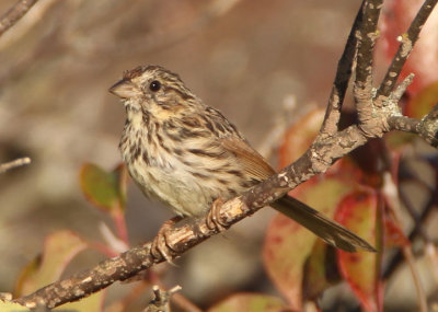 Song Sparrow; juvenile