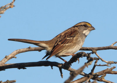 White-throated Sparrow