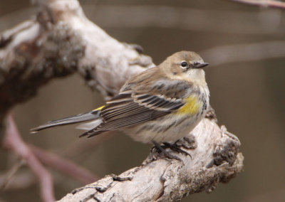 Yellow-rumped Myrtle Warbler; basic