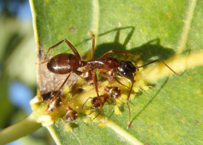 Camponotus americanus; Carpenter Ant species