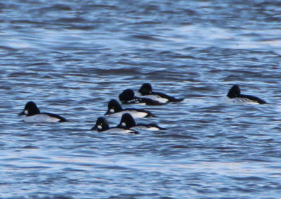 Barrow's Goldeneye; male