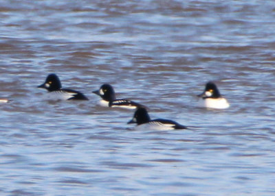 Barrow's Goldeneye; male